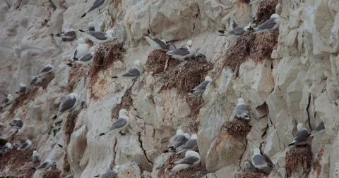 Seagull Chick Nests on White Cliffs Vídeos de archivo 271602621