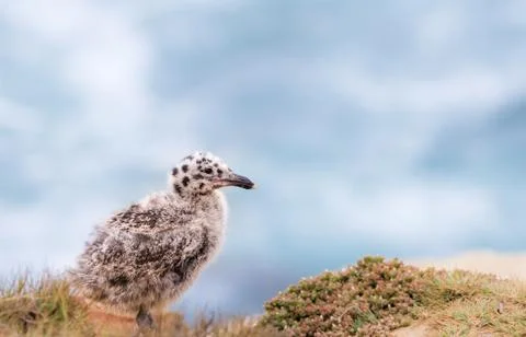 Seagull Chick Stock Photos
