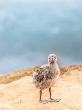 Seagull Chick 스톡 사진