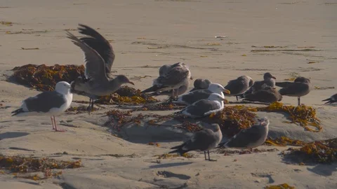 Seagull chick tries to fly on strong winds slow motion 180fps Stock Footage 124257452