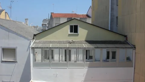 Seagull with chicks on a rooftop Stock Footage 313164753