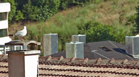 Seagull on a Chimney 스톡 동영상 25603002