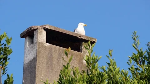 Seagull on Chimney Stock Footage 83927925