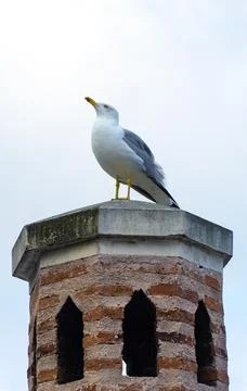 A Seagull on A Chimney Stock Photos