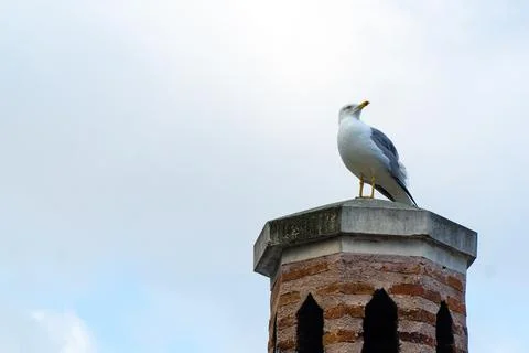 A Seagull on A Chimney Stock Photos