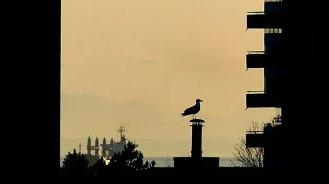Seagull on Chimney Silhouette Against Distant Harbour (Telephoto) Stock Footage 22359573
