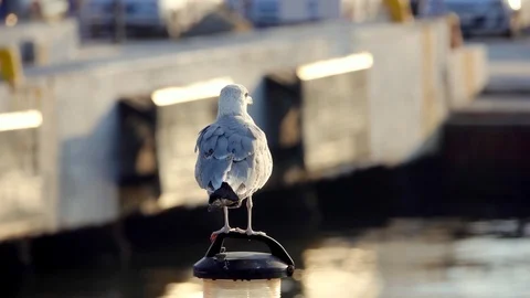 Seagull In The City 2 Stock Footage 118657231