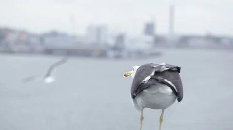 Seagull on city background 스톡 동영상 41656346
