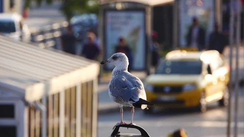Seagull In The City Stock Footage 118536216