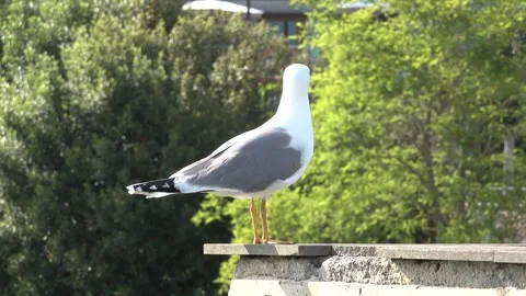 Seagull in the city Stock Footage 279686398