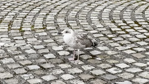 Seagull in the city Stock Footage 284233209