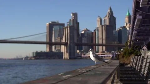 Seagull at the city Stock Footage 297377902