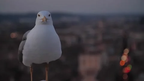 Seagull in the city Vidéo 302559197