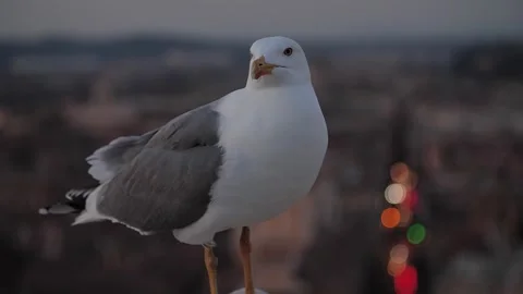 Seagull in the city 動画素材 302559713