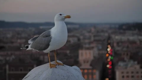 Seagull in the city 動画素材 302559725