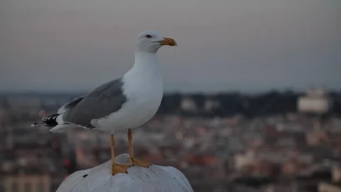 Seagull in the city Vidéo 302559750