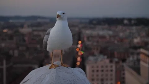 Seagull in the city Vidéo 302559954