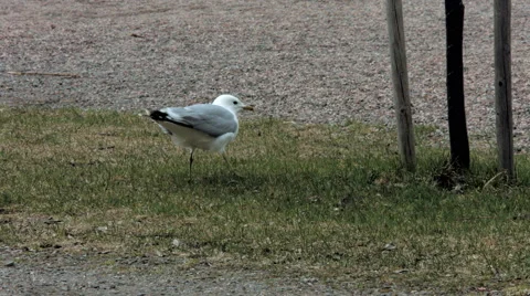 Seagull in city park Stock Footage 49591318