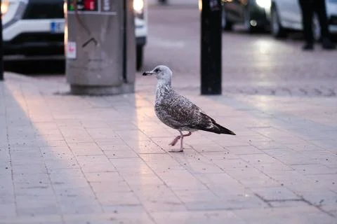 Seagull in the city Stock Photos