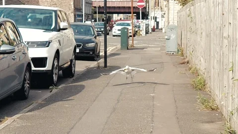 A seagull on a city sidewalk Video stock 160437308