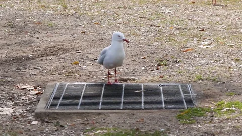 Seagull cleaning himself on a floor grid Stock Footage 119160757