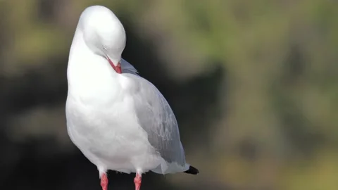 Seagull cleaning itself closeup Stock Footage 137144070