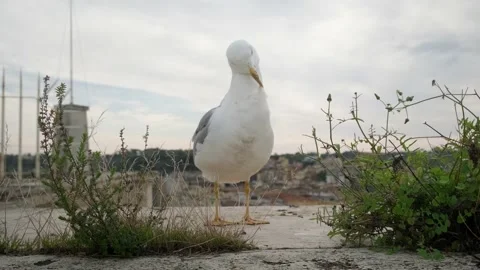 Seagull cleaning itself on the rooftop. Stock Footage 198741958