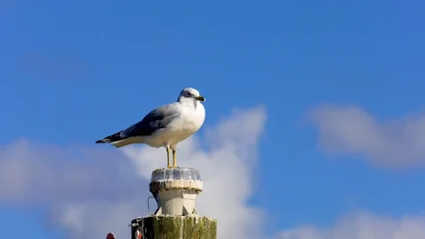 Seagull Cleaning Itself on top of Post Stock Footage 116362149