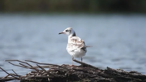 A seagull cleans feathers. Black-headed gull, bird. Slow motion Stock-Footage 164398470