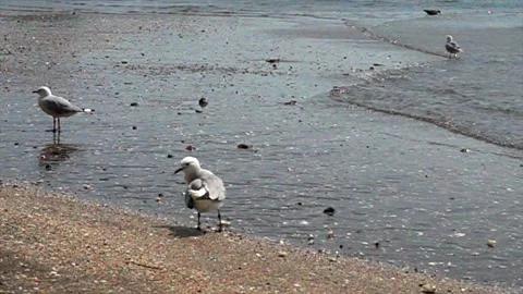 Seagull cleans feathers by the sea Stock Footage 131529285