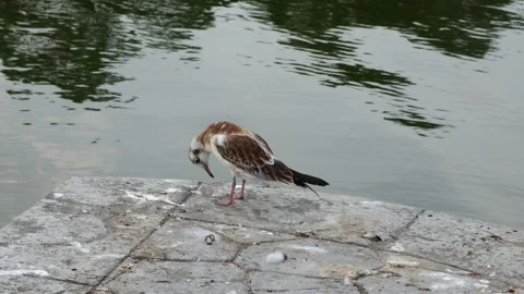A seagull cleans its feathers on the edge of the pier. Stock Footage 199806048
