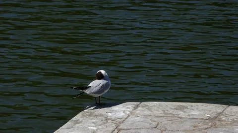 A seagull cleans its feathers on the edge of the pier. 動画素材 200462806