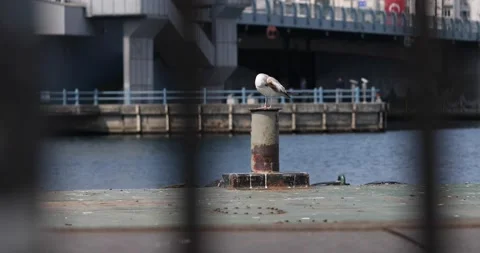 Seagull cleans its wings on the pier Video stock 145795124