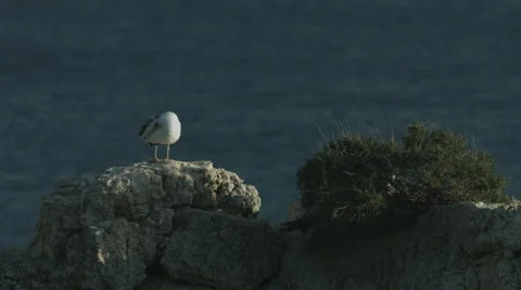Seagull on the cliff close-up Vídeo Stock 46964256