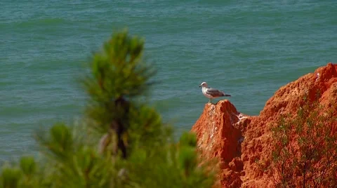 Seagull on cliff edge Stock Footage 60691678