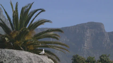 Seagull on a cliff Stock Footage 27537117