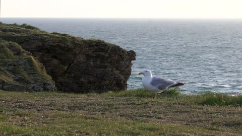 Seagull on cliff Video stock 160355168
