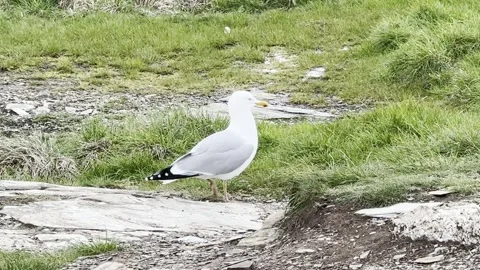 Seagull at the cliff Stock Footage 307966789