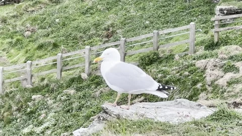 Seagull at the cliff Stock Footage 307966824