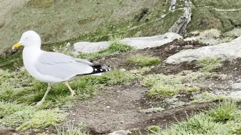 Seagull at the cliff Stock Footage 307966833