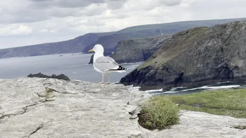 Seagull at the cliff Stock Footage 307966889