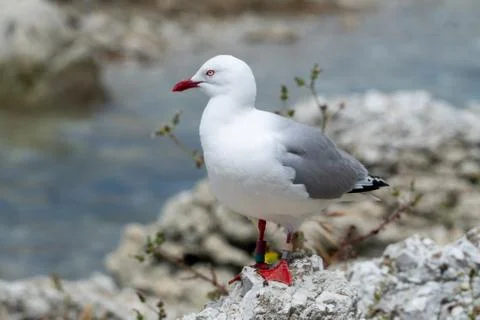 Seagull on a cliff Stock Photos