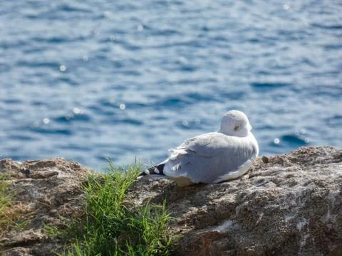 Seagull on a cliff Stock Photos