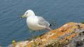 Seagull on cliff top. Bruce Peninsual National Park. Ontario, Canada. HD Footage