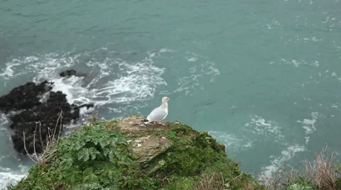 Seagull on clifftop Stock Footage 34760701