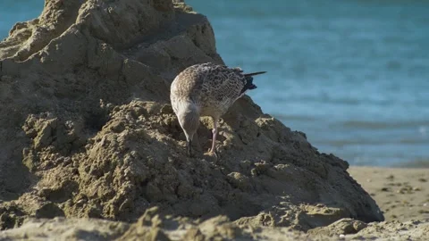 Seagull climbs on sand castle 4 Stock Footage 307086425