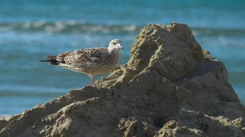 Seagull climbs on sand castle 7 Stock Footage 307086270