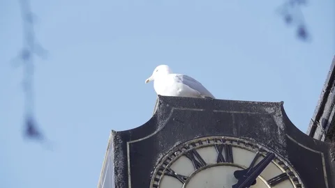 Seagull On Clock - Fly Away Stock Footage 81674651