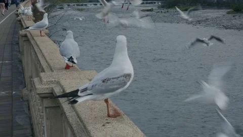 Seagull close-up against the background of the river sits on the parapet Stock Footage 225108736