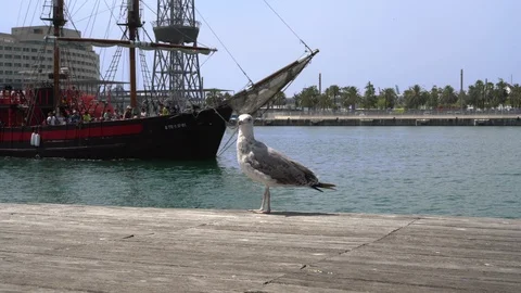 Seagull close-up against the background of a sailing sailboat. Stockbeeldmateriaal 112445956